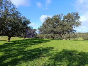 Se vende finca Ganadera 700 ha Navalmoral