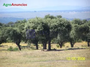 Venta finca Ganadera de 70 ha en Aldea del ca
