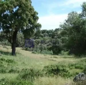 Finca de 250 has en Navalmoral