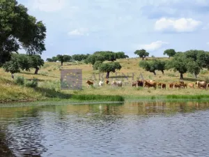 Se vende Finca Ganadera 350 ha en Plasencia