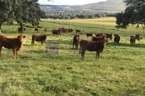 Finca Ganadera de 170 ha zona Plasencia
