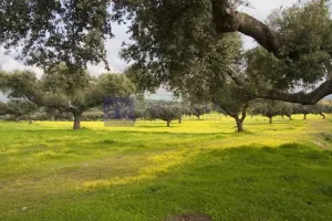 Fina Ganadera 400 ha en Navalmoral