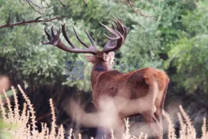 Finca de 765 ha en Membrío