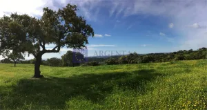 Finca de 770 ha en Membrío