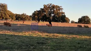 Finca Ganadera Trujillo-Merida