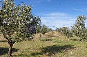 Olivar ecológico en plena producción