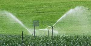 Finca Regadío en Coria