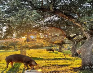 Se vende Finca 550 ha