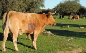 FINCA GANADERA Y CINEGÉTICA EN ZONA ALISEDA