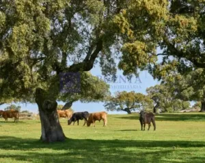 Se Vende Finca Ganadera y Cinegética Coria