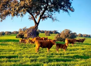 Ganadera y Cinegética Villafranca Barros