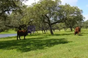 Ganadera y Cinegética en Trujillo