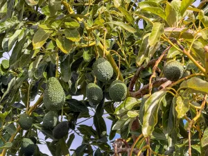 Finca rústica de AGUACATES con CONTRUCCIÓN de 37 m2 en Los Guájares (Faragüit).