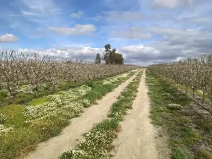 FINCA DE REGADÍO DE ALMENDROS DE 12 HECTÁREAS