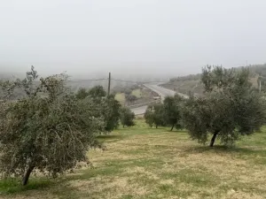 Finca Olivos Espejo (Córdoba)