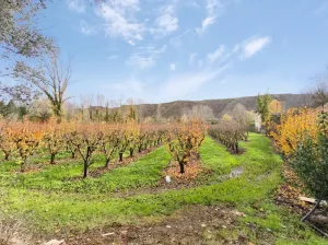 Vendo finca de perales Conferencia