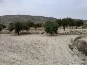 Se venden 2 parcelas rústicas