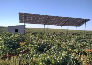 Finca regadío viña