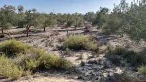 Finca Rústica en Monforte del Cid, Alicante - ¡Una Oportunidad Única! 🌳🌞