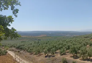 Finca Rústica en Linares
