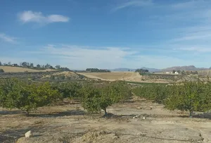 Venta Finca rústica en Murcia