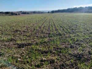 Se busca fincas en alquiler por la zona de ar