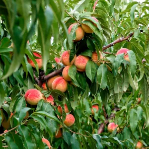 Finca en Cieza 200 taullas