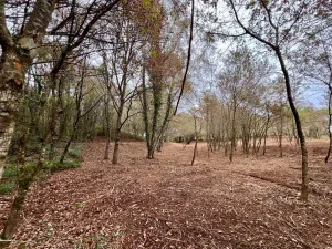 Finca con robles cerca Camino de Santiago