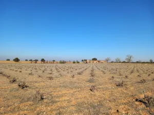 Venta terreno agrícola de secano de viñedo