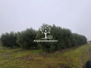 Finca olivar superintensivo 6 hectareas