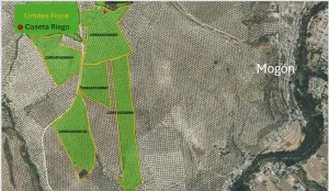 Olivar en Regadío en Villacarrillo 21,8 ha