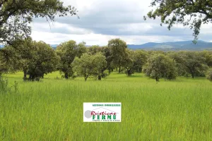 Finca ganadera a 10 km de Pozoblanco.