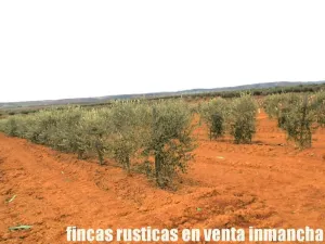 finca venta 28 has olivar riego en Valdepeñas