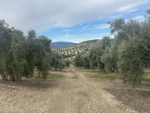 FINCA OLIVAR REGADIO 53 HTA (JAYENA)