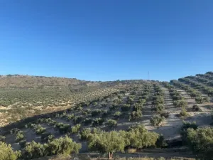 FINCA OLIVAR REGADIO 15HTA (ILLORA)