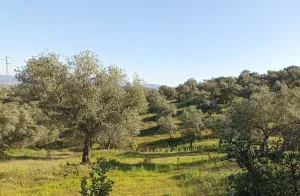 Finca Rústica en Puebla de Maestre