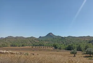 Finca Rústica en Férez