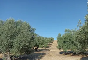 Finca Rústica en Mesegar de Tajo