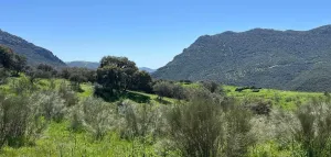 Finca Rústica en Mestanza
