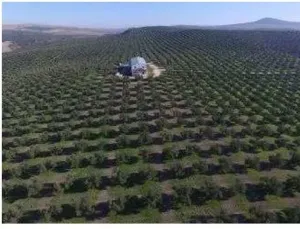 VENTA DE FINCA DE OLIVAR EN CORDOBA