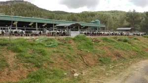 Finca cerca de Yeste instalaciones ganaderas