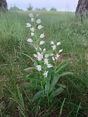 Finca Rustica de recreo