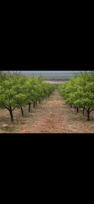 Finca Rústica con Almendros Productivos