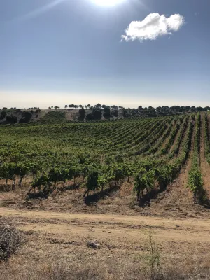 VENTA VIÑEDO D.O. RUEDA