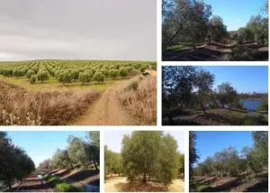 Finca rústica Olivar de Reagadío