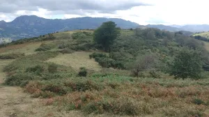 Finca rústica en San Martín del Rey Aurelio