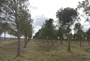 Finca rústica en Rágama