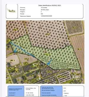 Olivar muy bien situafo von luz