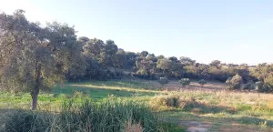 Finca rústica de 6 ha en Mentrida