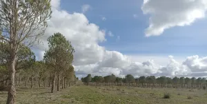 Venta finca rústica  en Salamanca